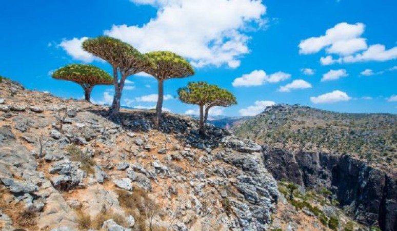 Socotra Island: Nature's Alien Landscape
