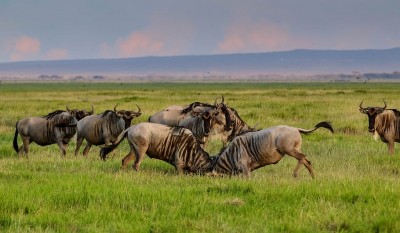 Top Wildlife Safari Parks in Africa