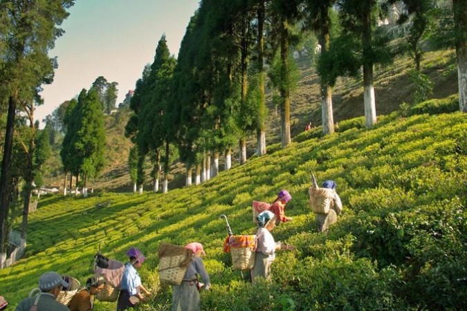 Darjeeling Tea Tour: A Journey into the World of Exquisite Flavors