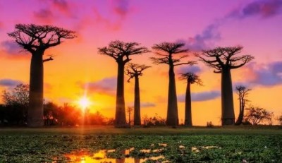 Madagascar: An Ecological and Cultural Gem of the Indian Ocean