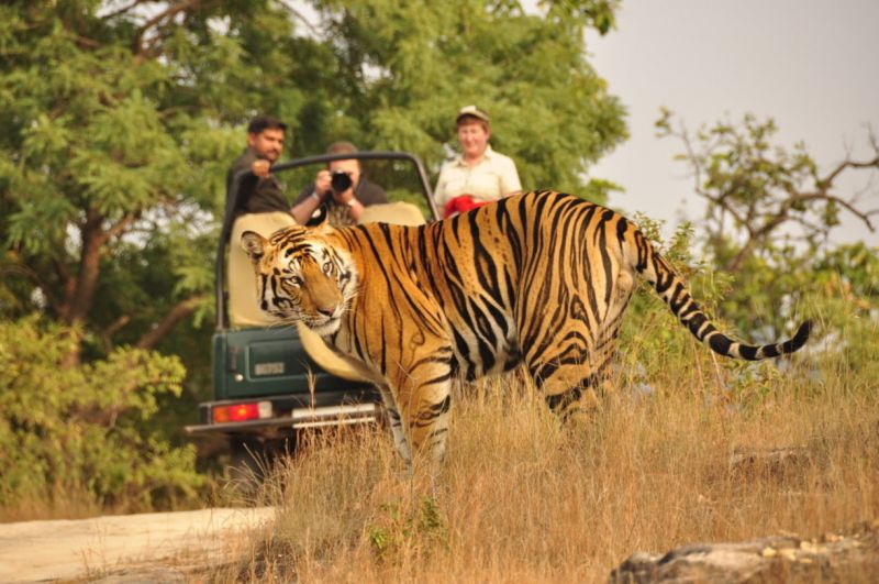 Some days of adventure 5 wildlife sanctuaries in India
