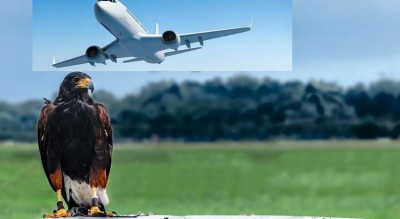 Flight Safety Alert: The Impact of Bird Strikes on Air Travel