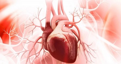 New Treatment Offers Hope for Heart Regeneration After Bypass Surgery, Study Finds