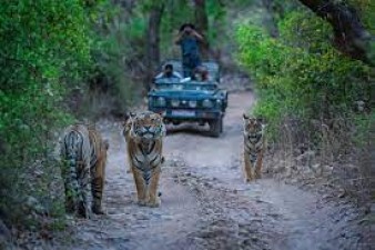 If you want to enjoy adventure during holidays, then visit Ranthambore