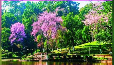 Visit Cherry Blossom festival in Shillong and Experience living and mortality of human life