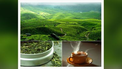 Visit these stunning Tea Gardens in Darjeeling