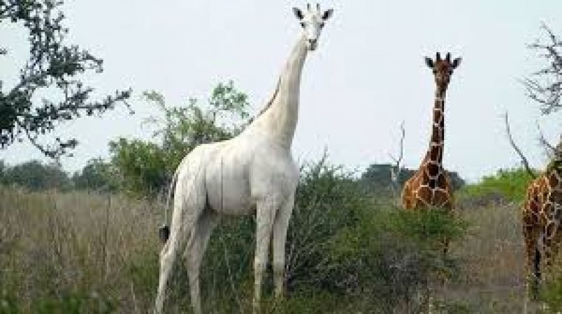 Last White Giraffe in the World has been fitted with GPS tracker