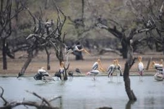 Few migration of birds at Kumari Wetlands, Tamil Nadu