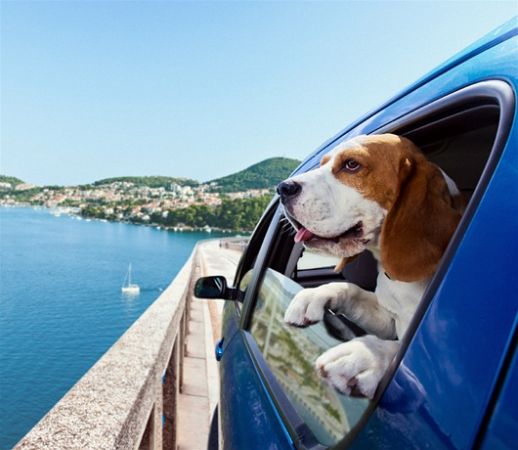 Traveling made easy with the pets with these tips