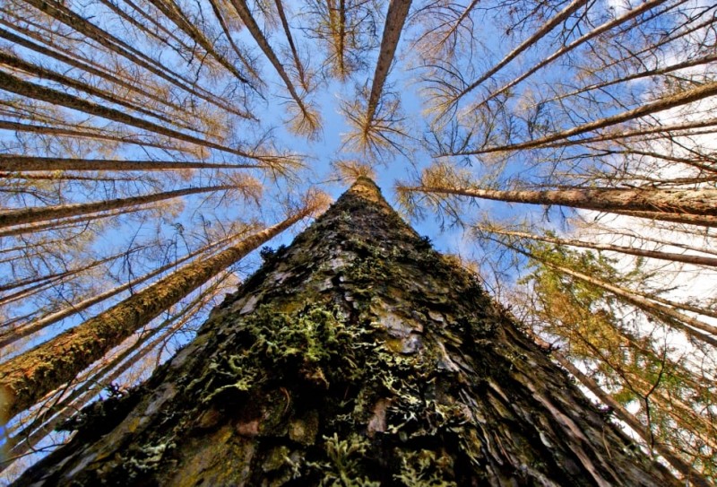 Where to find the world's tallest trees and how to admire them