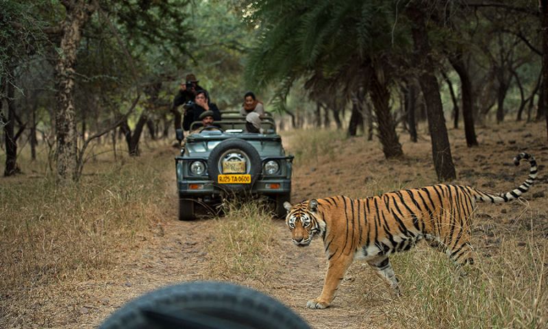 Take care of these things while Forest Safari