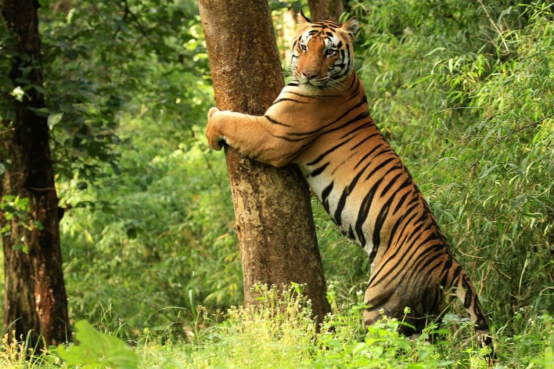 Conservation Triumph: Tiger Density Soars, Making Uttarakhand a Global Leader