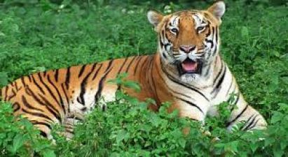 Visit Nagarjuna Sagar Srisailam to see Bengal Tiger