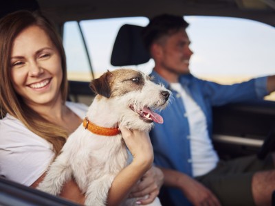 Plan your trip with pet like this, there will be no problem