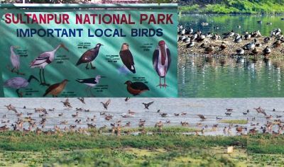 Enjoy the beauty of birds coming from Siberia, Europe, and Afghanistan at Sultanpur National Park