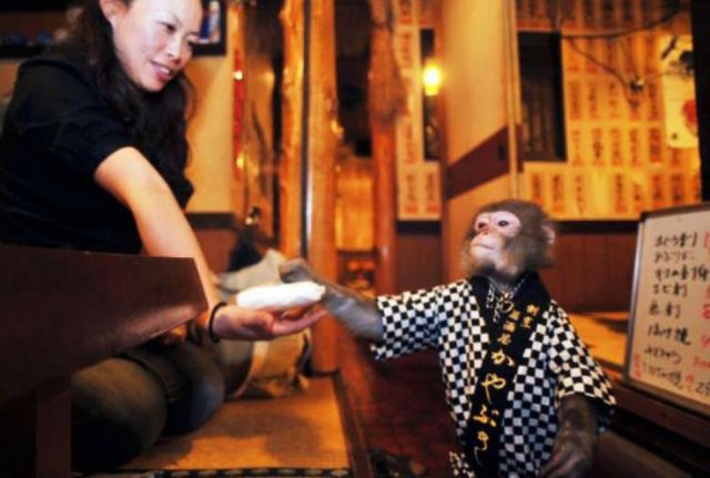 इस होटल में भोजन बंदरों के द्वारा परोसा जाता है