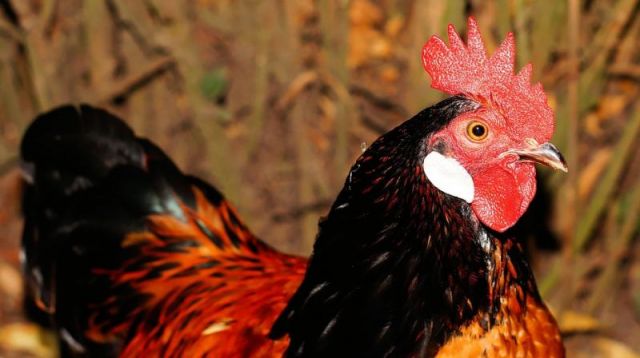 Chickens are smarter than believed: Study