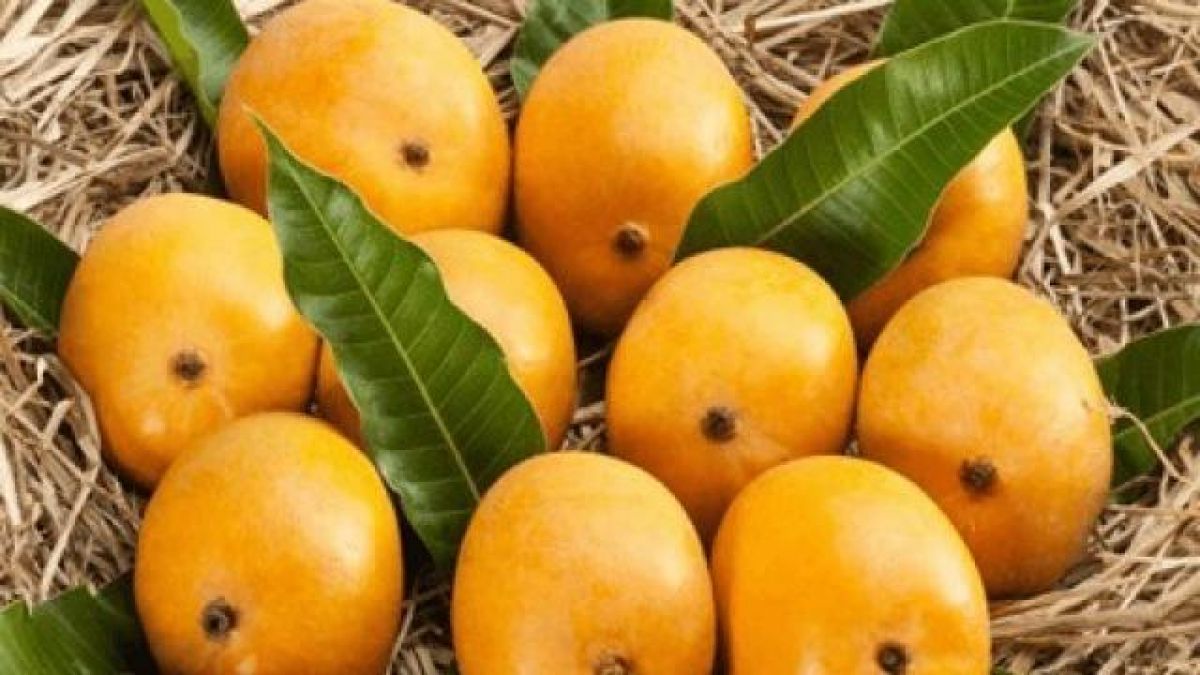 Huge loss to farmers of Alphanso mangoes due to corona outbreak