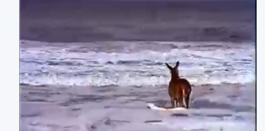 Video of deer enjoying at Konark marine drive goes viral, know the truth behind it
