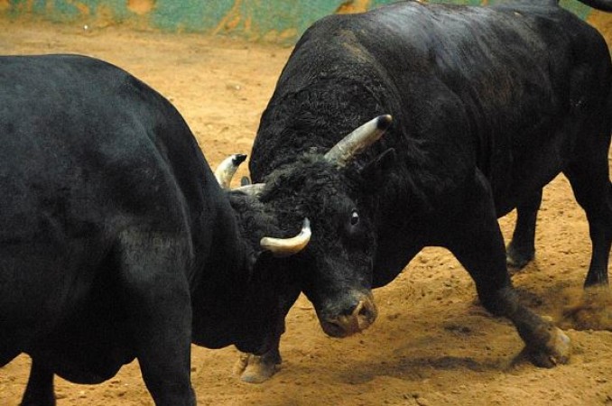 Suddenly, a dangerous fight of bulls took place on the middle road