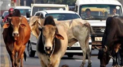 यूपी के 200 विधानसभा क्षेत्रों में बनेंगे गौ अभ्यारण, गौवंश के गोबर से बनेंगे बायो फर्टिलाइजर और कुकिंग गैस