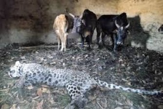 Leopard first attacked women, cows and oxen killed the wild animal