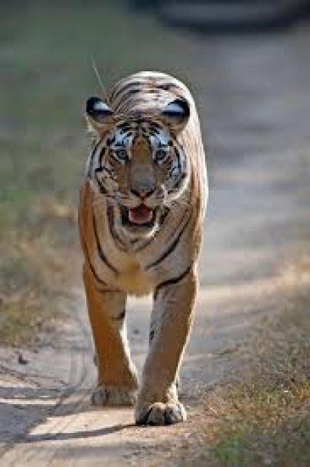 Tiger attacks 18-year-old girl, villagers rages against forest staff