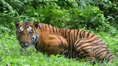 बाघ ने 18 वर्षीय युवती पर किया हमला, वन अमले के खिलाफ ग्रामीणों का भड़का गुस्सा
