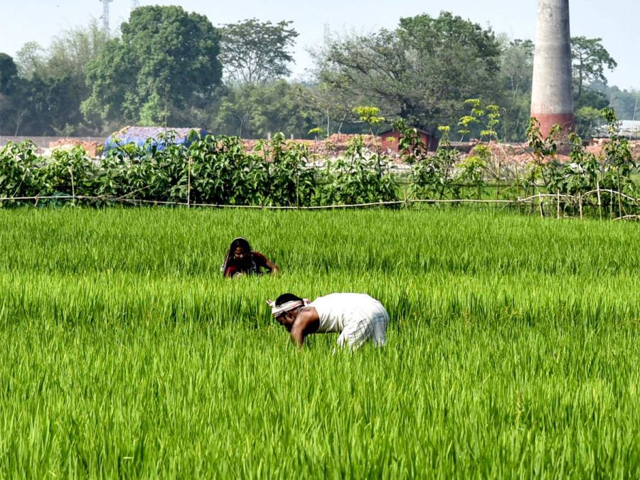Farmers unable to harvest crops due to lack of labourers