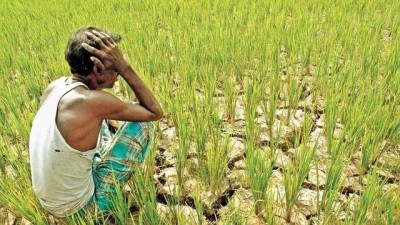 Farmers unable to harvest crops due to lack of labourers