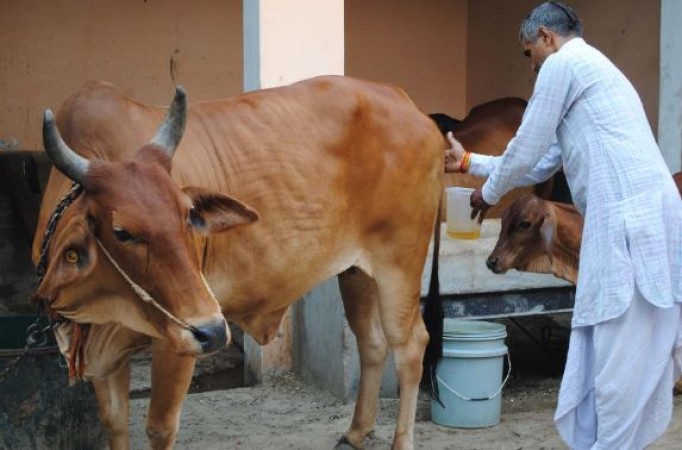 Cow urine is not good for humans, study reveals
