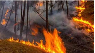 In the last 24 hours, there was a fire in the forests of 45 places, 2 people were scorched