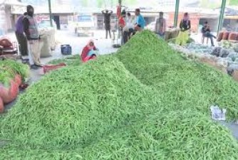 Prices of vegetables fall in Himachal, economy may suffer heavy losses