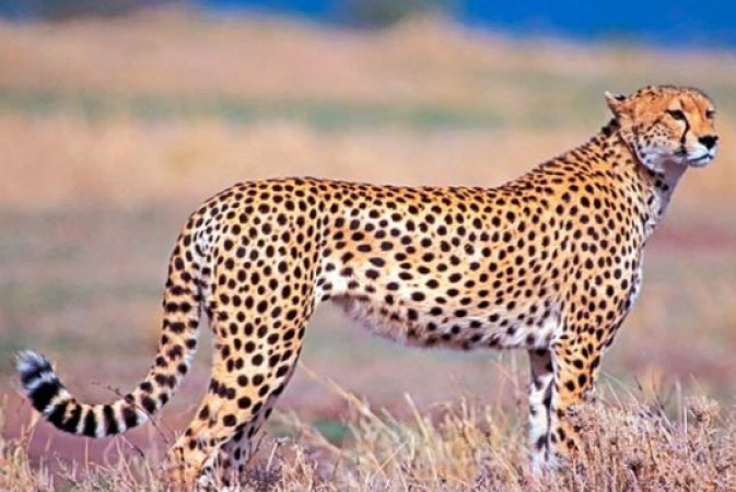Namibian male cheetah 'OBAN' moves out of KNP again