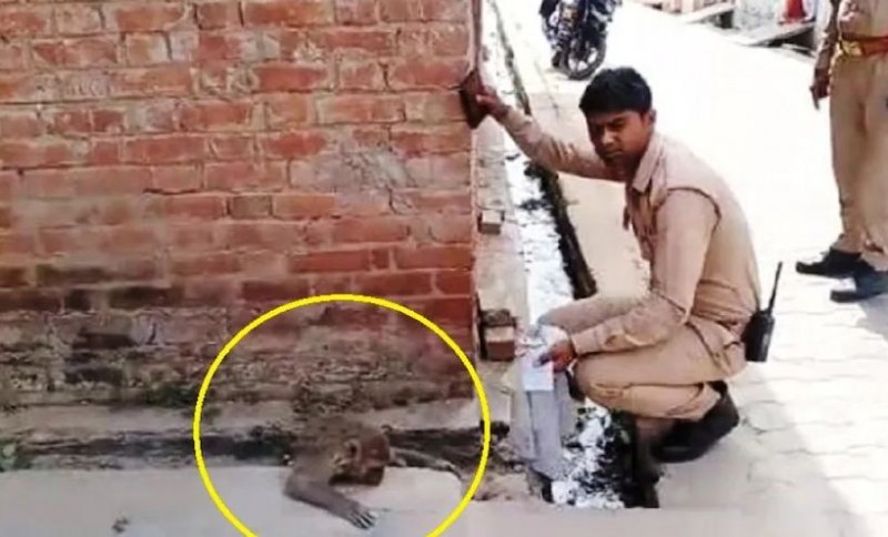 Video: Pregnant monkey was suffering from pain, UP Police personnel helped such, praise is being received everywhere