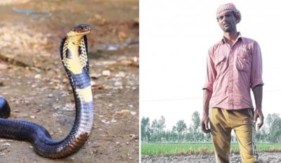 Female snake took revenge by biting a man 7 times who killed a male snake