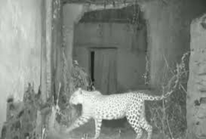 Video: Female leopard makes her home in Rajasthan empty house