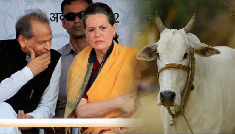 People will not be able to rear more than 1 cow in Rajasthan! Congress govt's new law