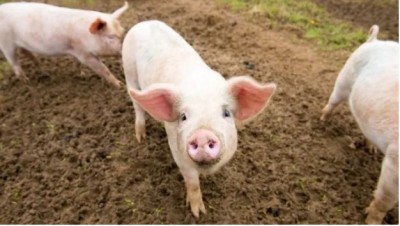 त्रिपुरा में 'स्वाइन फीवर' का कहर, बड़ी संख्या में सूअरों को मारकर दफनाने का आदेश जारी