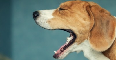 कोरोना: खांसने और अंधे होने के बाद 20 कुत्तों की मौत, दहशत में लोग