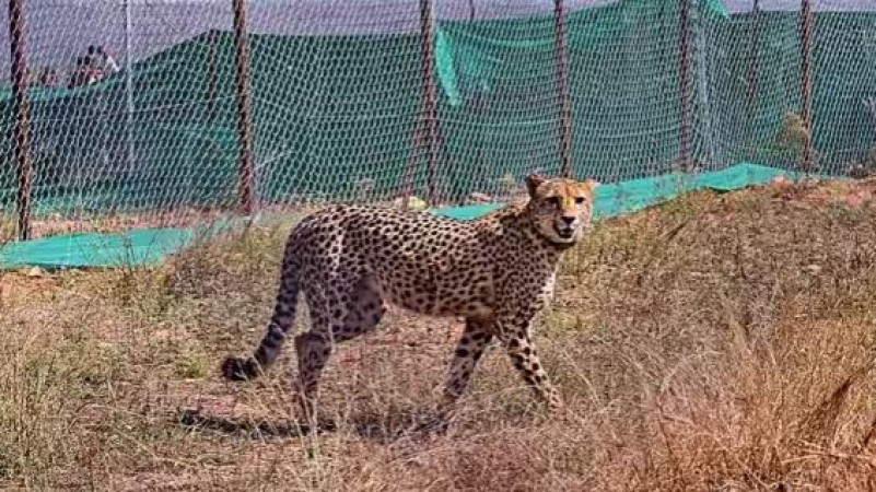 Cheetahs were brought from Namibia and Africa, and these special names were kept