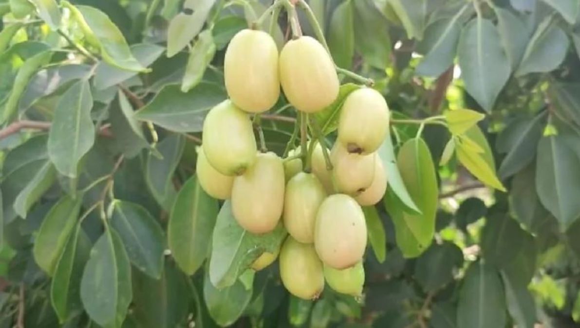 ओडिशा से लाकर किसान ने 1 एकड़ में लगाए 'सफेद जामुन' के 300 पौधे, कीमत जानकर उड़ जाएंगे होश