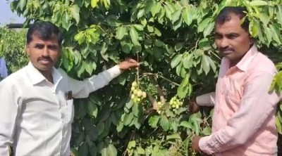 Farmer planted 300 saplings of 'White Jamun' in 1 acre by bringing from Odisha, price will blow your senses