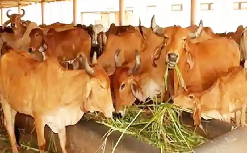 जानिए भारत में किन-किन जगहों पर गायों के बूचड़खाने मौजूद हैं...?