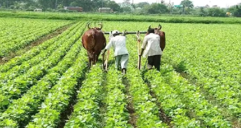The government is giving Rs 6500 per acre to farmers for organic farming, here's how to apply