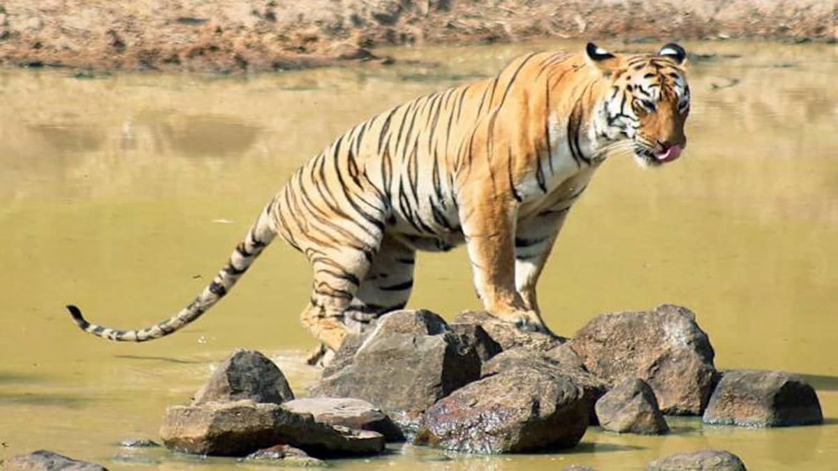 Eight tigers died in Madhya Pradesh in 22 days