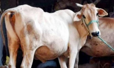 Hasan Khan was caught in CCTV raping a cow, the local woman said - this is the third incident, police leaves everytime