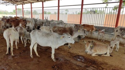 Cows dying of starvation in Chatra, Gaushala president seeks help from administration