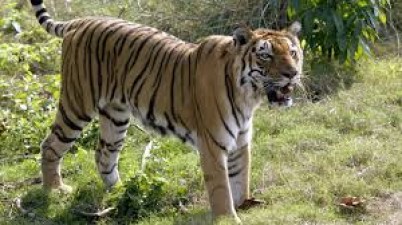 Eight tigers died in Madhya Pradesh in 22 days
