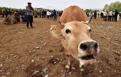 Cow slaughter in Banswara, allegations leveled  against Christian missionaries